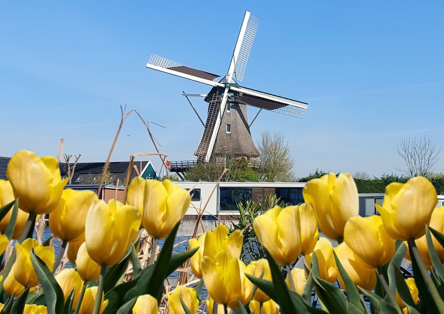 Molen van Sloten-lente 2025