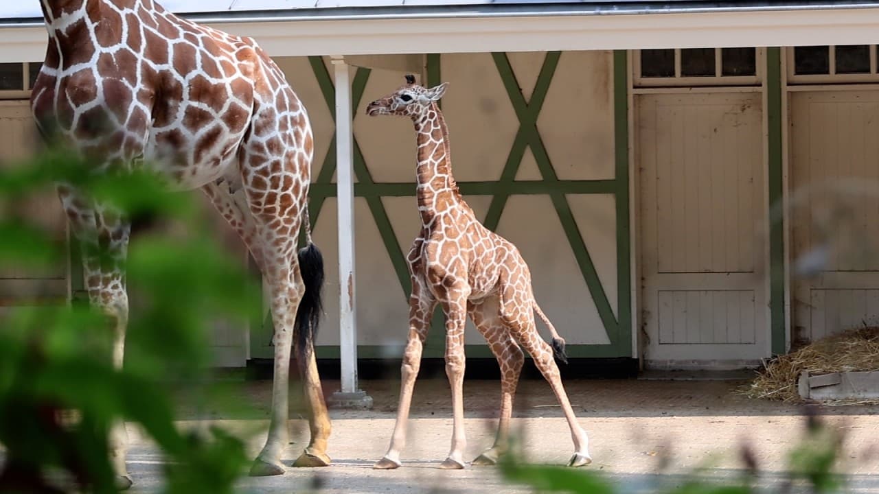 Pasgeboren netgiraffe in ARTIS zet eerste stappen buiten - Video thumbnail