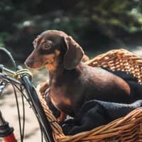 Pictures from Pim the dog for the iamsterdam.com blog. Pim in basket on bike. With dog owner Ulrike Ziegler.