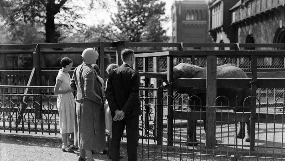 Children with elephants in Artis Zoo / archive photo