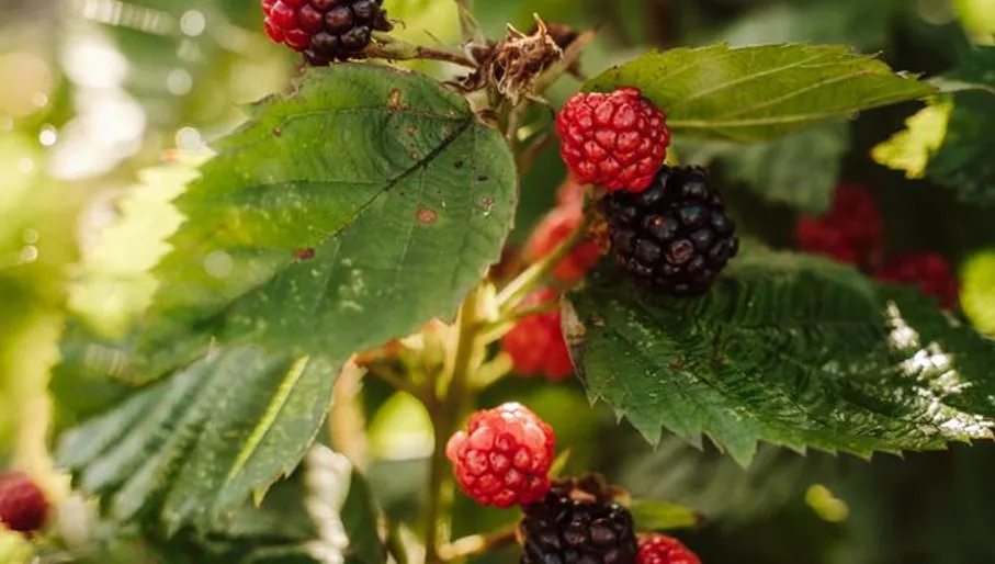 Zelfpluktuin 't Keetje