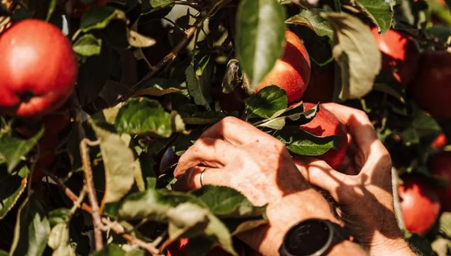 Zelfpluktuin 't Keetje