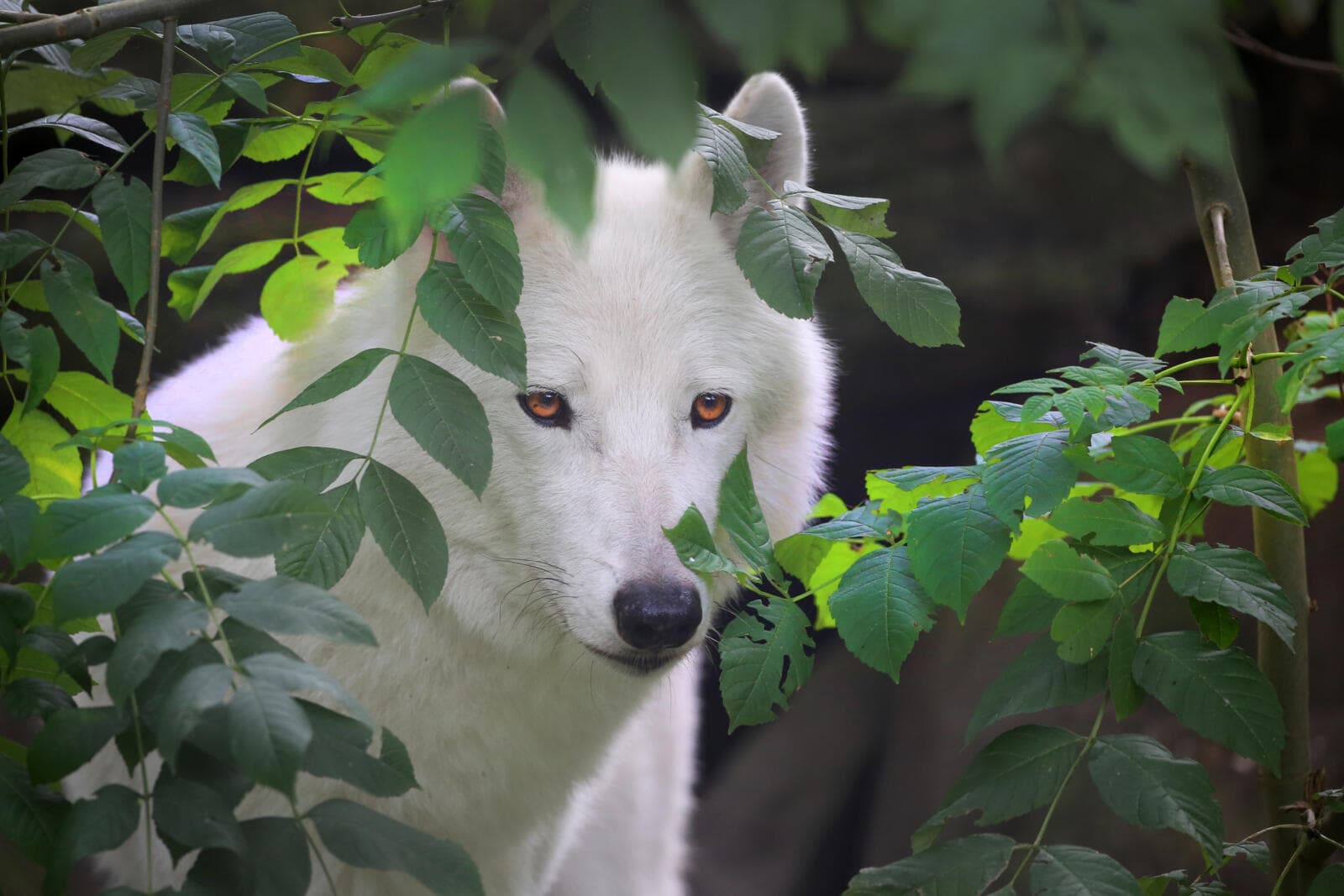 Hudson Bay wolf