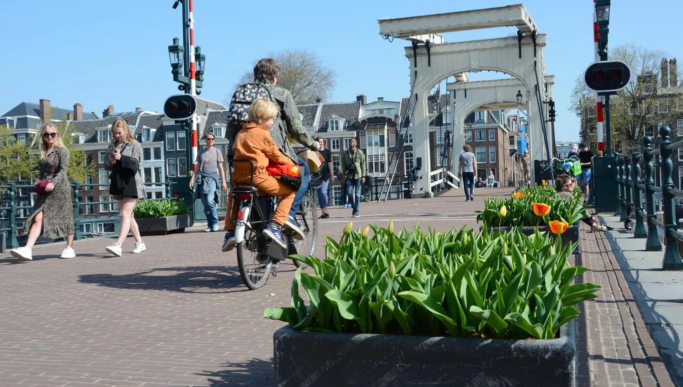 Guys walking on the Magere bridge in spring with tulips