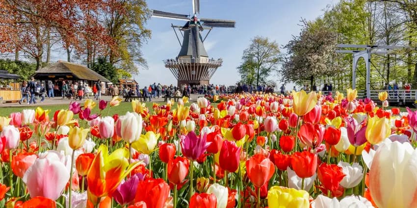 Keukenhof Windmill and Tulips