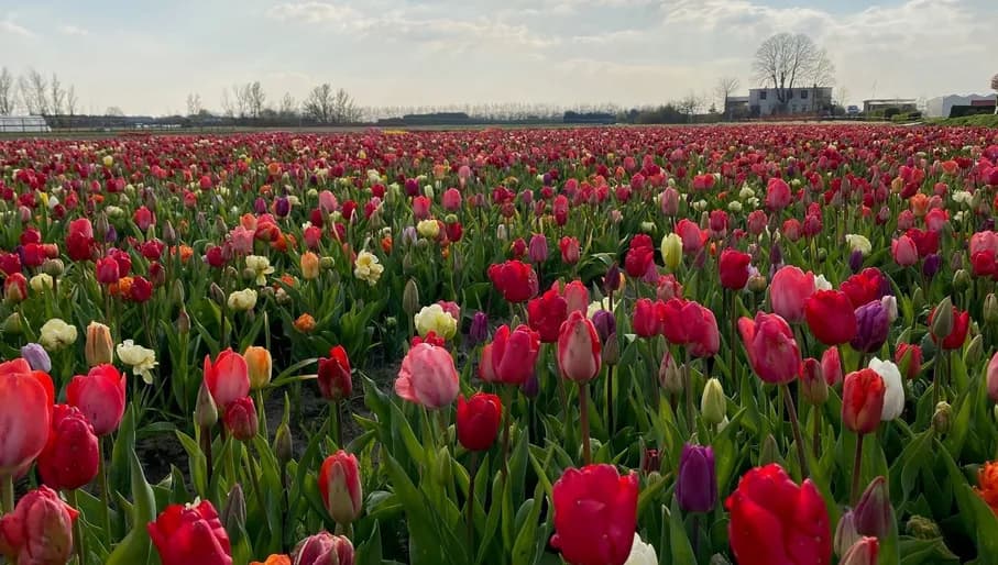 picking garden, tulips
