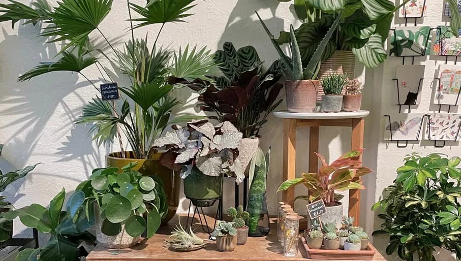 Wildernis plantshop interior