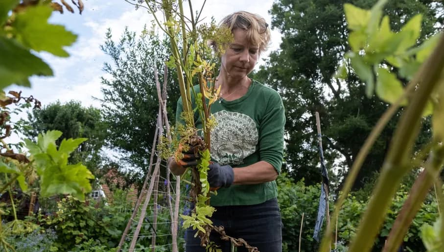2JG2FYH Netherlands, Amsterdam on 2020-07-03. Reportage about shared gardens and urban agriculture in Amsterdam. Here the collective utility garden Nutstuinen